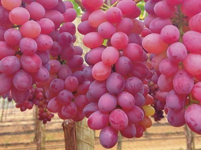 Uva - Crédito Embrapa Uva