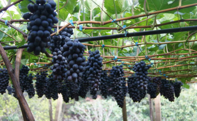 Foto Patrícia Ritschel/Embrapa