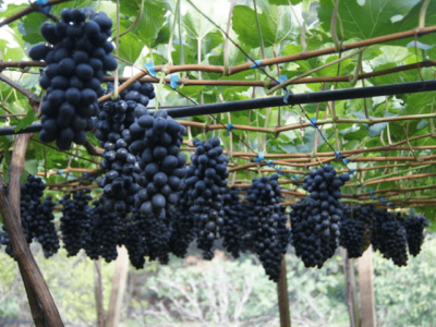 Foto Patrícia Ritschel/Embrapa