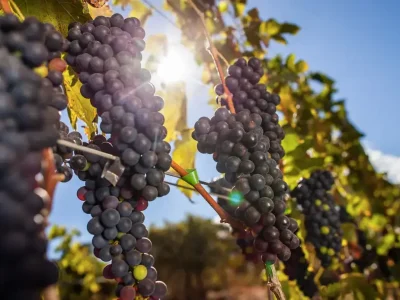 Foto Divulgação/CNA