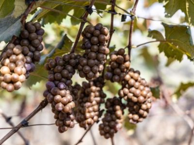 Uva_Niagara_Rosada_Steck-Telefone