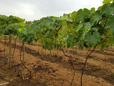 Produtores de Congonhas do Norte retomam produção de uvas?