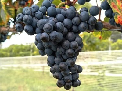 Taças de vinho e vinhedo ao fundo representam o avanço da enologia de precisão na produção de vinhos da Campanha Gaúcha, com uso de tecnologia e monitoramento no campo.