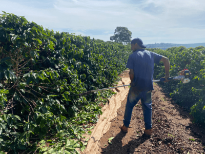 Varrição do café na prática