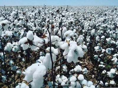 Vazio Sanitário - Abapa