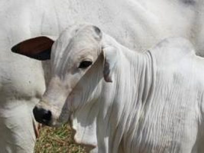 Vaca