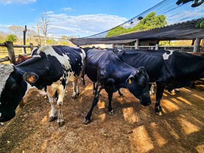 Foto: Diego Vargas/Seapa