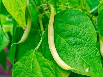 Vagem - Crédito Shutterstock