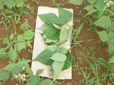 Vagem - Crédito Embrapa