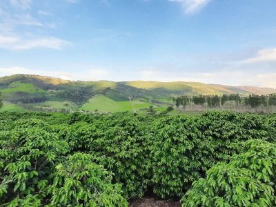 Vale da Grama, no estado de São Paulo, concentra cerca de 300 produtores de café. Foto Divulgação.