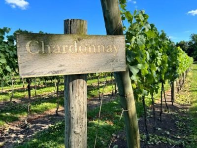 Vinhedos da variedade Chardonnay na unidade da Vinícola Aurora em Pinto Bandeira (RS)
(Crédito: Cassiano Farina/Divulgação/Vinícola Aurora)