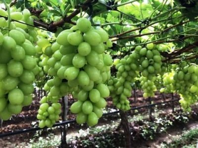 WhatsApp Image 2018-10-09 at 10.44.39(3)