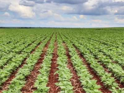 Lavoura -  Créditos: Divulgação