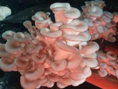 Frutificação Cogumelo Shimeji Branco - Divulgação