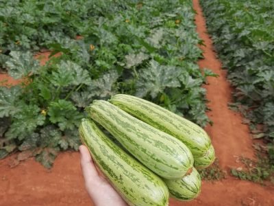 Roça do produtor Ademar Marcelino Pereira, do Núcleo Rural São José, em Planaltina (DF)
Divulgação Agristar