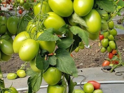 Tomate - Foto: Diculgação