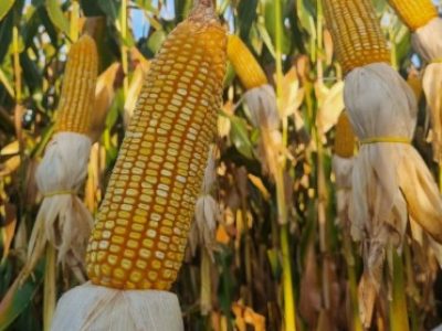 WhatsApp-Image-2024-06-11-at-08.50.54-Telefone