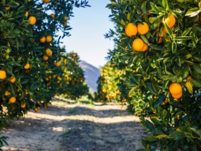 WhatsApp-Image-2024-08-14-at-15.26.01--1- (Telefone)