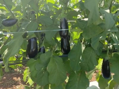 WhatsApp-Image-2025-04-04-at-15.59.24 (Pequeno)