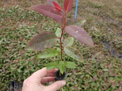 WhatsApp Image 2025-07-22 at 7.35.30 AM (1)