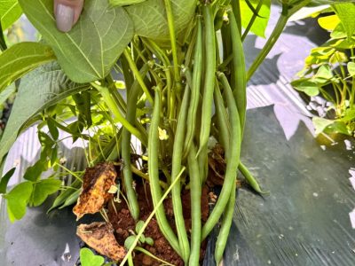 Feijão de Vagem Provence
Agristar do Brasil