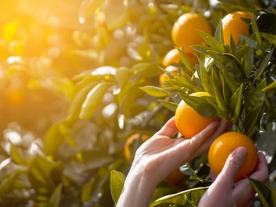 WhatsApp Image 2026-01-13 at 11.59.03