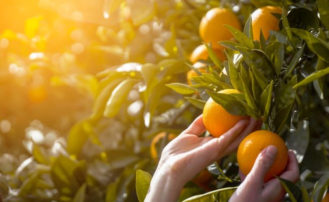 WhatsApp Image 2026-01-13 at 11.59.03