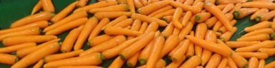 Cenoura de inverno Pandora F1, da TSV Sementes