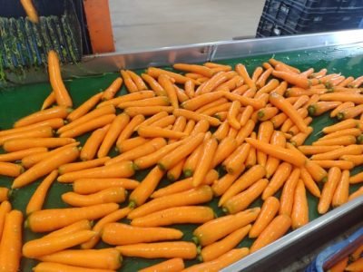 Cenoura de inverno Pandora F1, da TSV Sementes