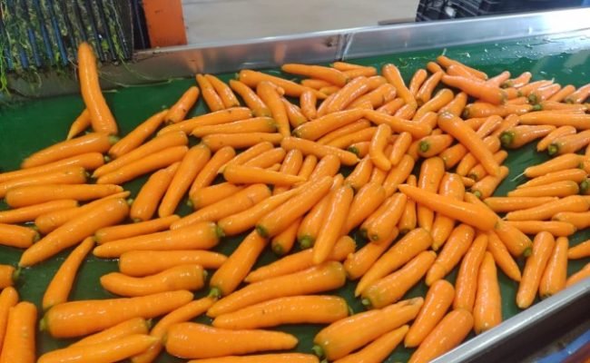 Cenoura de inverno Pandora F1, da TSV Sementes