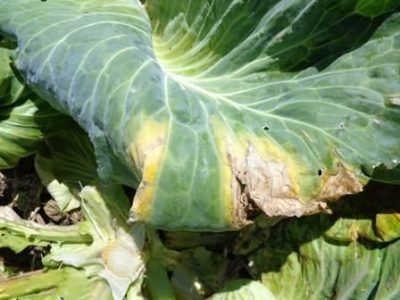 Xanthomonas - FOLHA COM SINTOMA TIPICO - Crédito Hélcio Costa