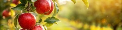 Red,Apples,On,Tree,In,Garden,In,Natural,Background