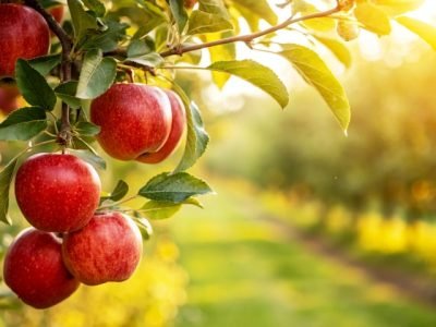 Red,Apples,On,Tree,In,Garden,In,Natural,Background