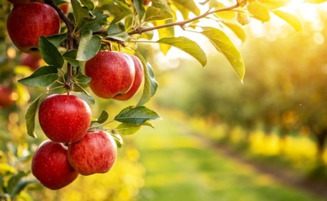 Red,Apples,On,Tree,In,Garden,In,Natural,Background