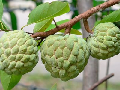 Atemoia - Créditos: Shutterstock