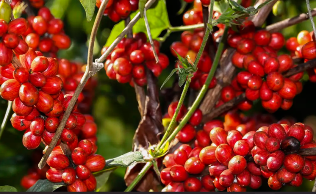 Valter Campanato/Agência Brasil