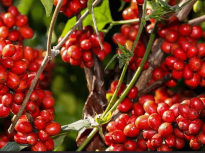 Valter Campanato/Agência Brasil