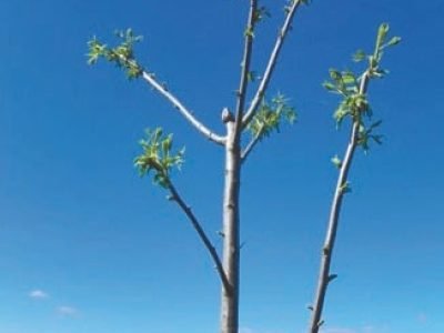 Poda: Nogueiras respondem com aumento da produção de frutos