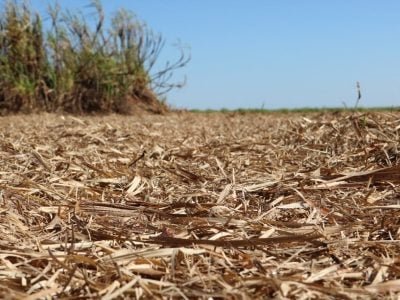 A remoção da palha de cana-de-açúcar dobrará a demanda de fertilizantes
