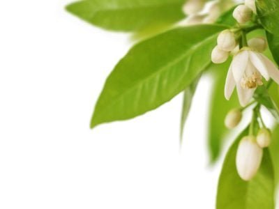 Aumentos na produtividade, qualidade e rentabilidade com Lithothamnium