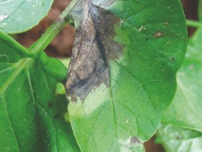 Qual a solução para a requeima da batata?