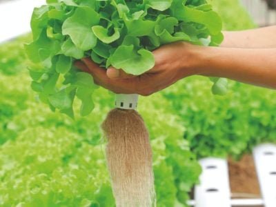 Fertirrigação inteligente para hidroponia