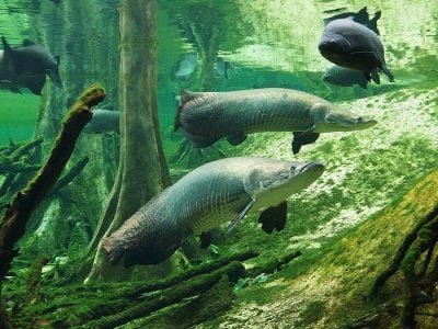 Piscicultura - Foto: Divulgação