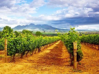 Uva - Fotos: Shutterstock