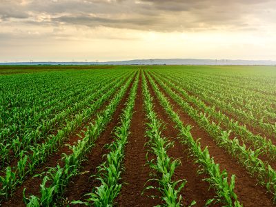 Milho - Fotos: Shutterstock