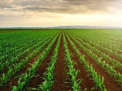 Milho - Fotos: Shutterstock