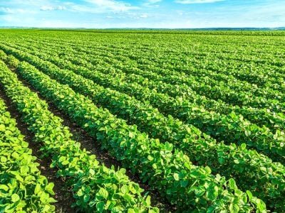 Soja - Créditos: shurtterstock