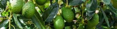Green,Hass,Avocados,Fruit,Hanging,In,The,Tree