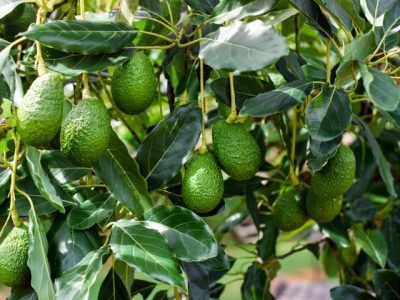 Green,Hass,Avocados,Fruit,Hanging,In,The,Tree