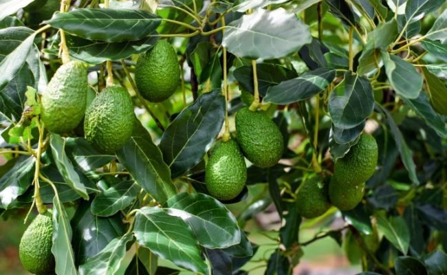 Green,Hass,Avocados,Fruit,Hanging,In,The,Tree